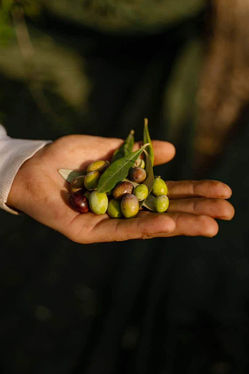 L'huile d'olive