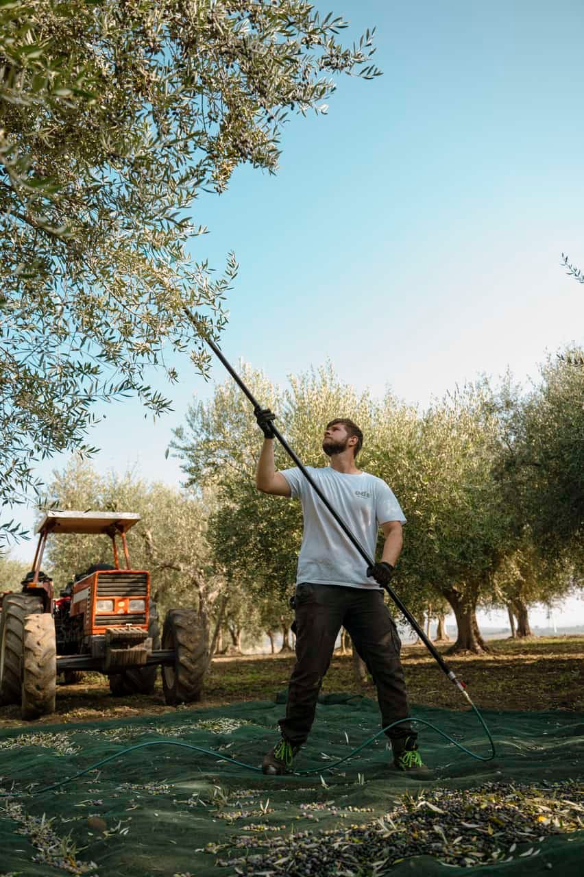L'huile d'olive